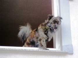 Hund am Fenster in Wesenberg....
